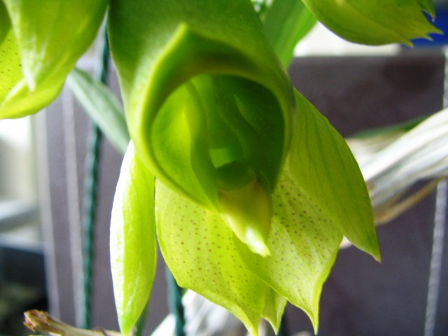 Catasetum macrocarpum